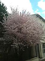 Cerisier du Japon, en fleurs (Lyon, 2019-03) (4)